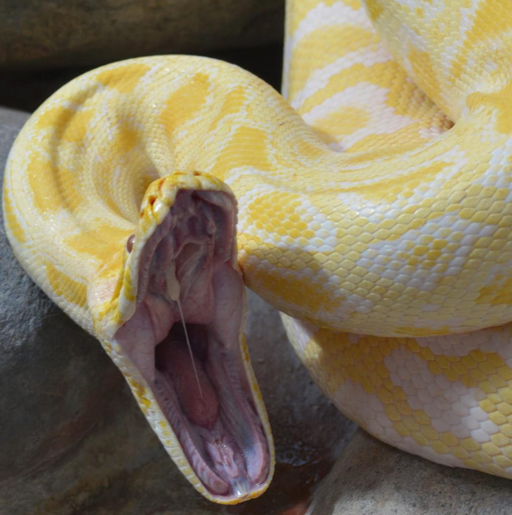 Slangen Gele anaconda